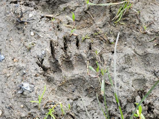 Une empreinte de blaireau (avec 5 coussinets alignés et des marques de griffes) dans la boue
A badger footprint (with 5 aligned pads and claw marks) in the mud