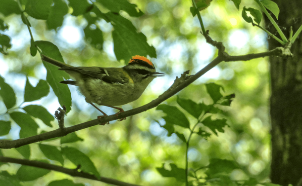 Un roitelet triple bandeau (un petit passereau, beige, noir et verdatre avec une crête orange sur le dessus de la tête) sur une branche

A firecrest (a small, beige, black and greenish passerine with an orange crest on the top of its head) on a branch