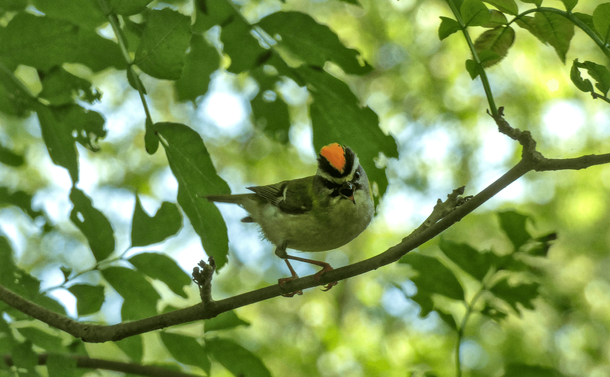 Le roitelet qui crie depuis sa branche

The firecrest shouting from its branch