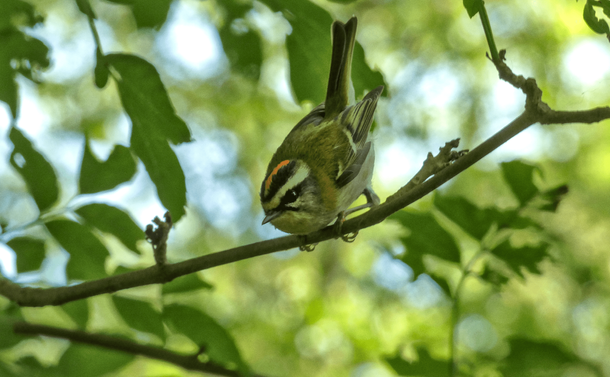 Le roitelet qui crie depuis sa branche

The firecrest shouting from its branch