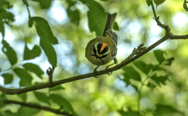 Le roitelet qui crie depuis sa branche

The firecrest shouting from its branch