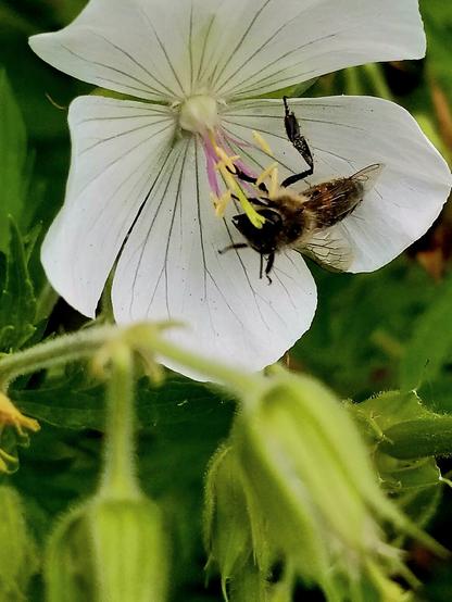 Bee feeding on a white bloody geranium flower.