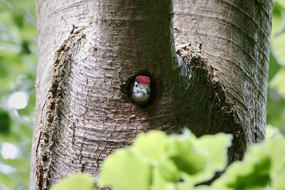 Woodpecker nestling looking out of its nest