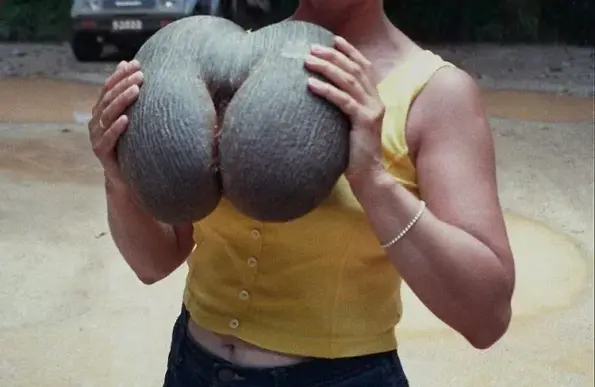 coco-de-mer-cocofesse-noix-palmier-seychelles-2