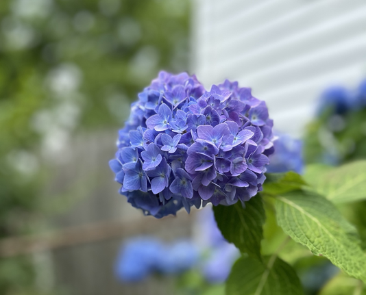 Portrait setting closeup of a blue hydrangea bloom with an intentionally blurred background of a metal fence, green tree leaves, hydrangea leaves and blooms, and white siding. The bloom is a large rounded cluster of four-petalled flowers with faint white veining and a seed pearl-like center in various shades of blue and bluish-purple.
