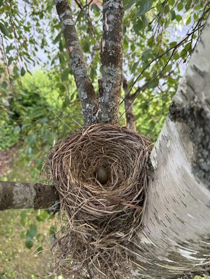 The nest of a fieldfare in a birch, with one egg in it so far.