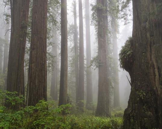 Trunks of several redwood trees on a foggy morning.