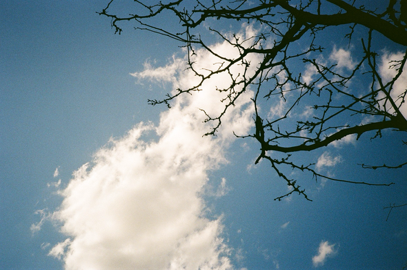 A white cloud in a blue sky passes above the silhouette of some tree branches and twigs with buds beginning to form.