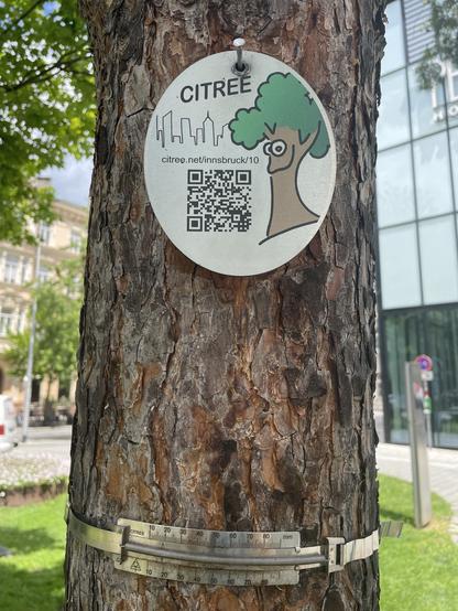 Baumstamm mit Maßband und einem Schild mit dem Citree Logo