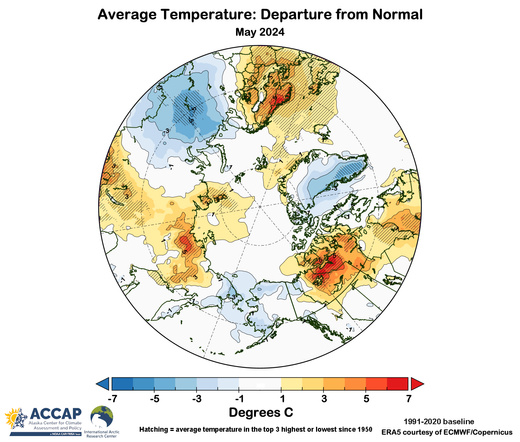 Map centered on the North Pole showing the May 2024 temperature difference from normal using ERA5 data courtesy  of ECMWF/Copernicus. Below normal temperatures were centered in the Bering Strait region, Greenland and the western Russian Arctic. Above normal temperatures in eastern Siberia, central Canadian Arctic and the Nordic Arctic.