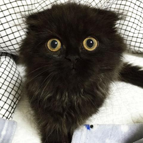 Gimo-le-chat-aux-plus-grands-yeux-du-monde-5