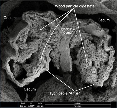 scanning electron m icroscopy of a mollusk internal organ