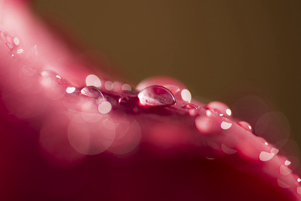 Raindrops  on red rose, detail