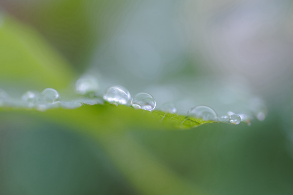 Raindrops on strawberry leaf, derailraindrop