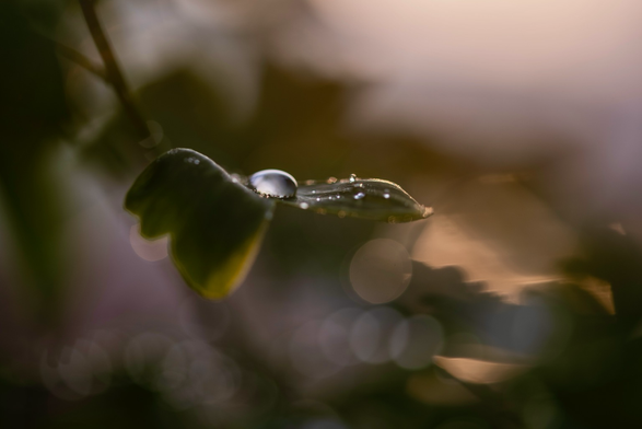 Raindrop on Ginkgo leaf with backlighting