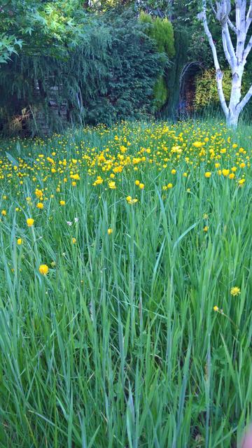 #Buttercups...