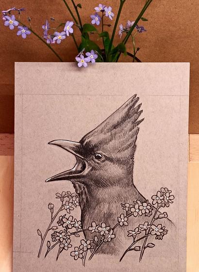 An ink and pencil drawing on brown toned paper, shown propped against a few sprigs of Forget-me-nots.  In the drawing, a stellar's jay screams in joy amid sprigs of the small five petaled flowers.