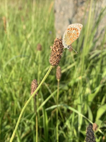 A common blue butterfly roosting on top of a grass seed head surrounded by green grass in a portrait format