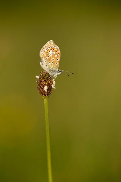 A common blue butterfly in late golden sun against a plain out of focus green backdrop in a portrait format