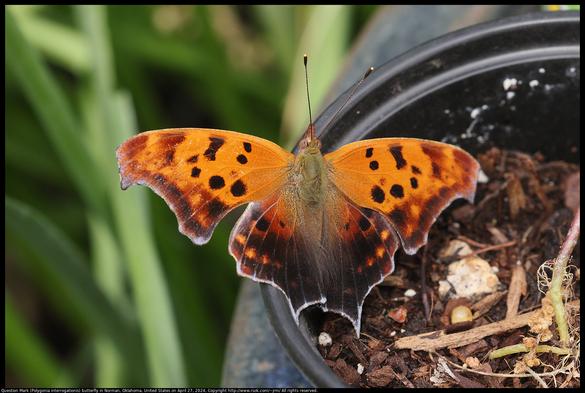 A Question Mark (Polygonia interrogationis) butterfly was standing on the edge of a flower pot in Norman, Oklahoma, United States on April 27, 2024.