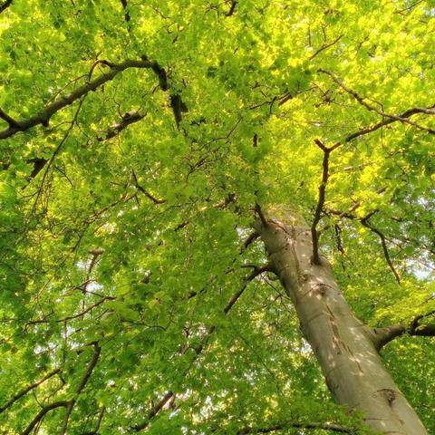Beuk met bladerdek van beneden gefotografeerd | Beech with full leaves photographed from below