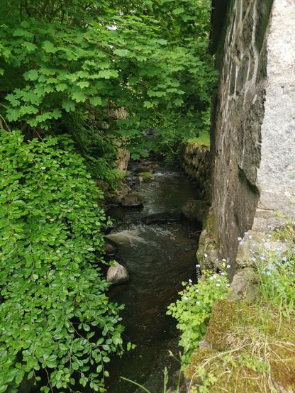 A narrow stream flows between lush green foliage on the left and a stone wall on the right. The water is bordered by overhanging branches and dense plant growth. Small blue and white flowers can be seen on the right side near the stone wall. The overall scene is serene and shaded, with a mix of natural greenery and built structures.