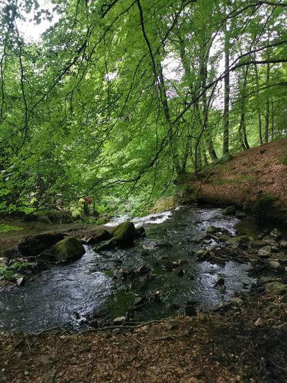 A gently flowing stream winds through a lush forest with dense green foliage. Overhanging branches create a natural canopy, casting dappled shadows on the water. The stream is bordered by moss-covered rocks and a forest floor scattered with fallen leaves. In the background, the forest is dense with tall trees, and a few small patches of sunlight filter through the leaves. The scene is tranquil and shaded.