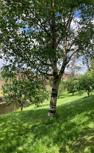 Silver birch tree with other trees and buildings behind