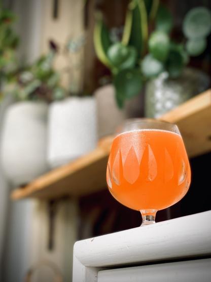 bright orange red cocktail in a small crystal brandy snifter sitting on a white wooden shelf with potted plants in the background