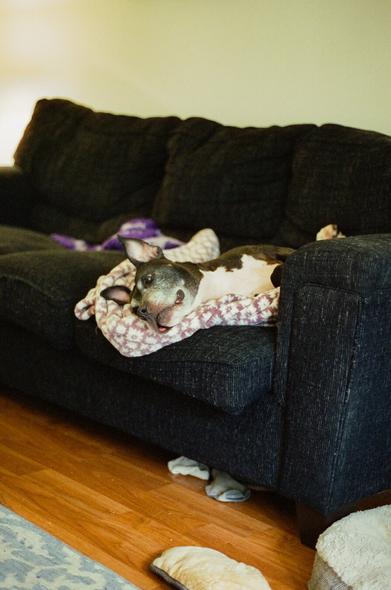 A black and white pitbull mix lays upside down on a black couch on a cushy blanket.