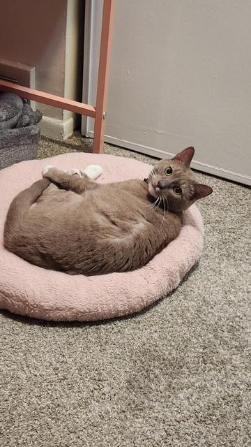 A gray cat with yellow eyes and white paws laying on a pink circular pillow looking back at the camera