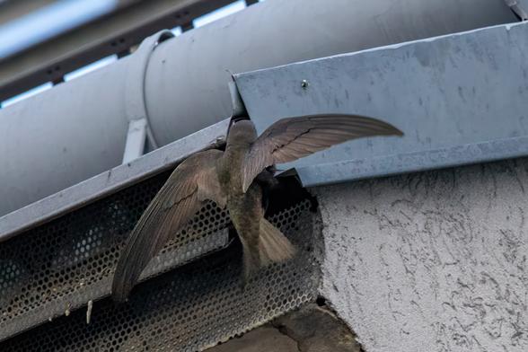 Mauersegler im Anflug auf ein kleines Loch unterhalb der Dachrinne.