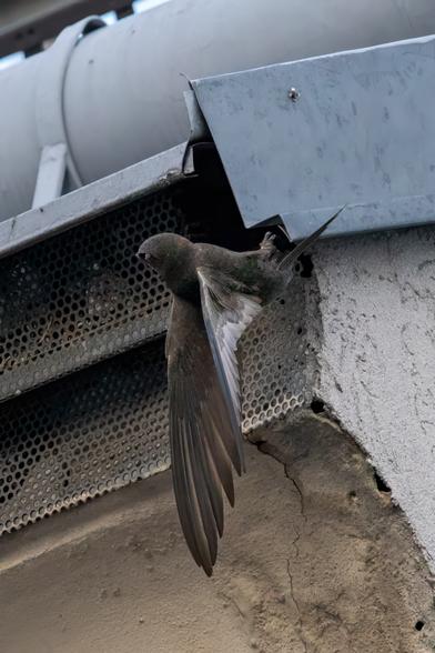 Mauersegler bricht Anflug auf ein kleines Loch unterhalb der Dachrinne ab. Befindet sich in Rückenlage, die Flügel zeigen nach unten, und er schaut nach links - in diese Richtung wird er sich gleich drehen und nach unten wegfliegen.