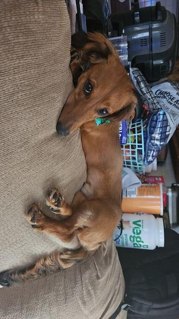 Shaded red mini dachshund looking at the camera laying on the back of a tanish couch wearing a rainbow bow tie