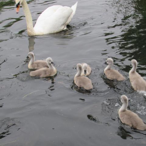 Swan and seven baby swans