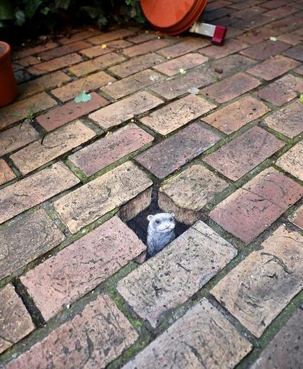 Streetart. A ferret and a hole have been drawn with chalk on the gray paving stones of a courtyard. The masterpiece is designed with a 3D illusion. The little gray ferret (named Marguerite) looks directly at the viewer from its paving stone hole. It looks a little fierce, so be careful. Title: "No one crosses the back garden patio without the express permission of Marguerite."