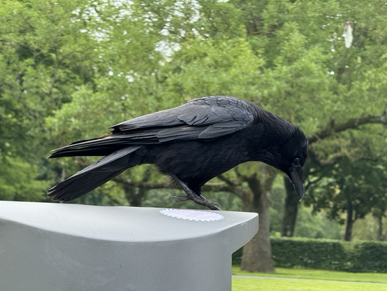 A crow perched on a garbage can