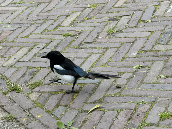 A magpie walking on the ground
