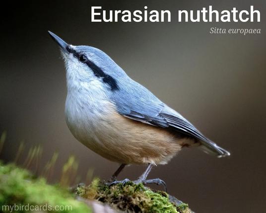 Eurasian nuthatch or Wood nuthatch (Sitta europaea). Adult. Distribution: Widespread across temperate Eurasia. Conservation status: Least Concern. CC: SKBV 📷: Photo by yoshitaka2 via Pixabay 2022

The photo shows a small bird with a distinctive plumage. It has a blue-gray back, a black eye stripe, grey-white chest, and orange underparts. It also has a long, pointed bill and a short tail.