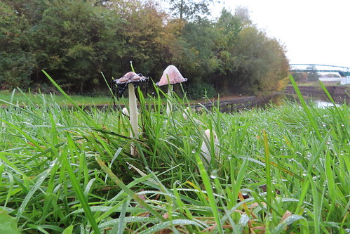 A photo titled "Towpath Fungus", taken near Bridge, Cable Bridge No.1D by Wildlife Terry on Flickr.