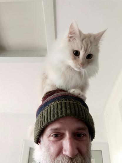 Selfie with cat on my head. Top half of my face. Green wooly hat on. White fluffy cat perched on top of the human ladder.