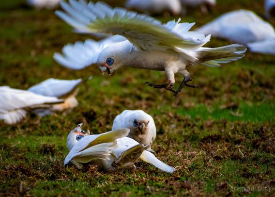 Little corellas, Cacatua sanguinea, involved in a brief fight. One lies on the ground with the other in mid-leap, wings out, over the top. while a third looks on from behind.