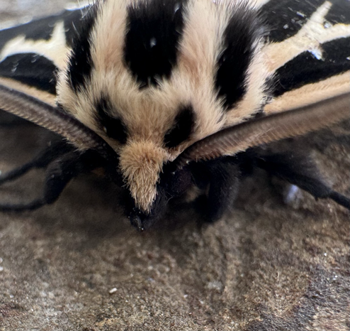 A very fuzzy black and white moth with feathery antennae.