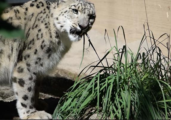 photo of a snow leopard eating long plant leaves