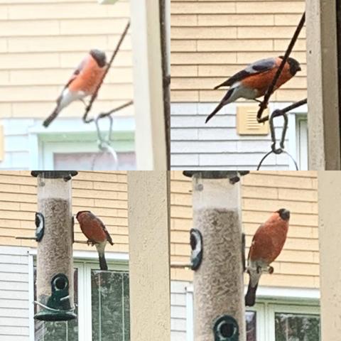 Oh my goodness! I’ve just had a bullfinch on our bird feeder! Not that I don’t *like* sparrows but it is nice to see something a little different! #dompap #bullfinch