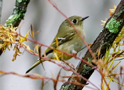 "Amidst a sun-dappled forest, where the air hums with the promise of summer, a small bird, ruby crowned kinglet (Corthylio calendula), perches on a slender branch. The foliage around it is lush, adorned with moss and lichen, creating a verdant tapestry. Shafts of golden light filter through the leaves, casting intricate patterns on the forest floor. Our kinglet, with its olive-green and gray plumage, blends seamlessly into this woodland haven. Its yellow “spectacles” catch the light, adding a touch of vibrancy to the serene setting. As it sings its spunky song, the forest comes alive—a symphony of nature’s soft whispers." - Copilot