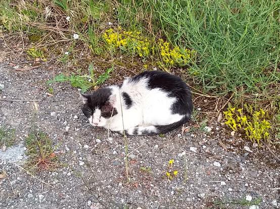 A black-white cat that's curled up on the ground. Its snout and nose is white, head around the eyes and on the top is black. Long, white whiskers. The back of the head and left ear is white, it joins white sides and the front part of the back, with his fur a little disheveled. A black stripe on the neck. From mid-back the fur is black, going in zig-zag line towards the rear and a black tail, with white stripes at the end. Said tail is lying along the body, the feet are hidden below it, eyes are closed. Behind it, bright green grass and small yellow flowers.