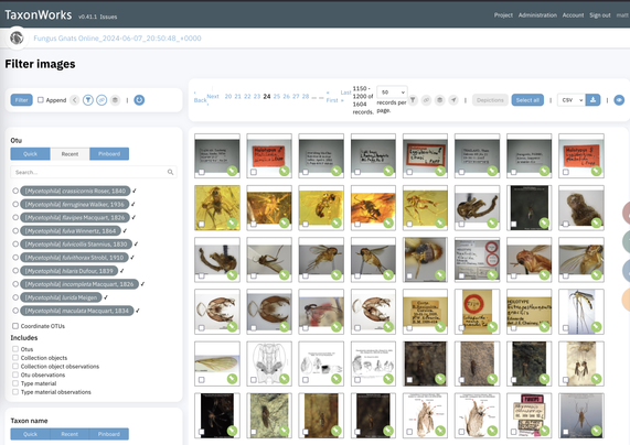 A wealth of images came with the gnat data migration. Screenshot of the image filter in TaxonWorks.