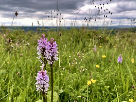 Common spotted orchids on the North Downs Way in Surrey