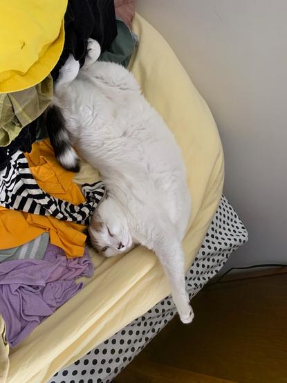 Lainey the mostly white calico cat lies on a messy bed showing her white belly